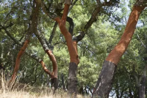 Cork oak -Quercus suber-, Serra de Monchique, Algarve, Portugal, Europe Cork oak -Quercus suber-, Serra de Monchique, Algarve, Portugal, Europe