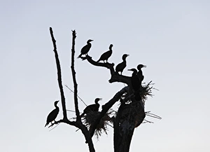 Cormorants -Phalacrocorax carbo- and nests on dead branch, Rajiv Gandhi National Park Cormorants -Phalacrocorax carbo- and nests on dead branch, Rajiv Gandhi National Park