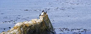 Cormorants -Phalacrocorax- on a rock on the Pacific coast at Piedras Blancas, California, United States Cormorants -Phalacrocorax- on a rock on the Pacific coast at Piedras Blancas, California, United States