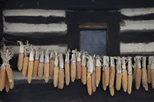 Corn cobs hung up to dry at an old cottage in the Spreewald, Brandenburg, Germany, Europe Corn cobs hung up to dry at an old cottage in the Spreewald, Brandenburg, Germany, Europe