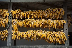 Corn cobs hung up to dry in a village of the Chinese minority on the border with Myanmar Corn cobs hung up to dry in a village of the Chinese minority on the border with Myanmar