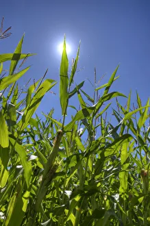 Corn field, sun, blue sky, Bergisches Land, North Rhine-Westphalia, Germany Corn field, sun, blue sky, Bergisches Land, North Rhine-Westphalia, Germany