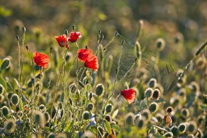 Corn poppies, red poppies -Papaver rhoeas- and a spider web, Tuscany, Italy, Europe Corn poppies, red poppies -Papaver rhoeas- and a spider web, Tuscany, Italy, Europe