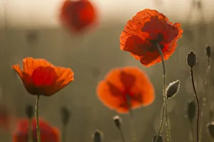 Corn poppy -Papaver rhoeas- flowers in the morning light, Thuringia, Germany Corn poppy -Papaver rhoeas- flowers in the morning light, Thuringia, Germany