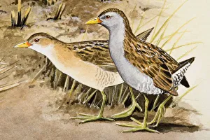 Corncrake (Crex crex), two birds standing side by side, side view Corncrake (Crex crex), two birds standing side by side, side view