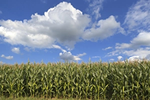 Cornfield -Zea mays subsp. mays- with cloudy sky, Karsberg, Upper Franconia, Bavaria, Germany Cornfield -Zea mays subsp. mays- with cloudy sky, Karsberg, Upper Franconia, Bavaria, Germany
