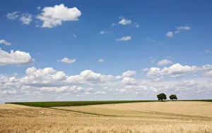Cornfields, Walnut Trees -Juglans regia- at the back, Southern Palatinate, Rhineland-Palatinate, Germany Cornfields, Walnut Trees -Juglans regia- at the back, Southern Palatinate, Rhineland-Palatinate, Germany