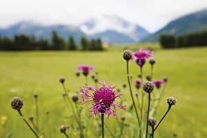 Cornflower oder Bluebottle (Centaurea cyanus), Groeblalm mountain pastures near Mittenwald Cornflower oder Bluebottle (Centaurea cyanus), Groeblalm mountain pastures near Mittenwald