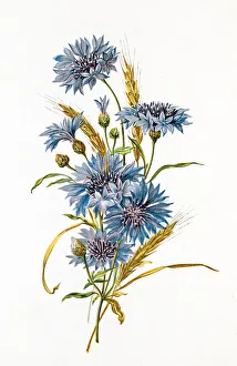 Cornflower and wheat composition 19 century illustration Cornflower and wheat composition 19 century illustration