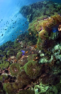 <b class=qtipBold><figcaption>Cornucopia</figcaption></b><br>Thailand. Phuket. Anemon rif.<br><em>© Andrey Narchuk</em> Cornucopia