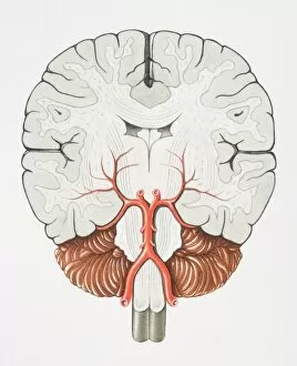 Nervous System Gallery: Coronal cross section of the Brain