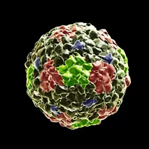 Images Dated 21st August 2017: Coronavirus virus particles, illustration