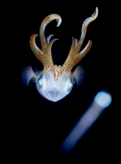 <b class=qtipBold><figcaption>Cosmos</figcaption></b><br>Squid dance at night. Small fish fly away form it (out of DOF range) and it's look like a falen star<br><em>© Andrey Narchuk</em> Cosmos