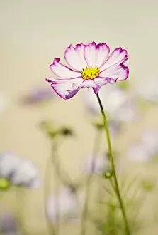 Images Dated 15th August 2010: Cosmos in soft sunshine