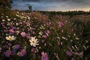 Cosmos wildflowers (Bidens formosa) at sunset in a farm field in Magaliesburg Cosmos wildflowers (Bidens formosa) at sunset in a farm field in Magaliesburg