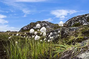 Cottongrass (Eriophorum angustifolium) in Hundefjord, Qeqertarsuaq, Greenland Cottongrass (Eriophorum angustifolium) in Hundefjord, Qeqertarsuaq, Greenland