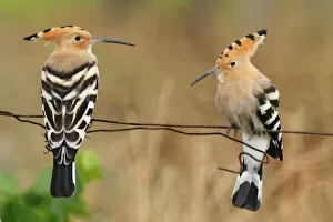 Images Dated 6th November 2011: Couple of Hoopoes