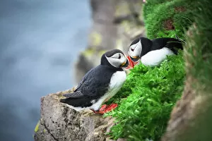 Related Images Gallery: Couple Puffin on cliff in summer