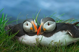 <b class=qtipBold><figcaption>couple Puffin at Latrabjarg, Iceland</figcaption></b><br><em>© CoolbieRe</em> couple Puffin at Latrabjarg, Iceland