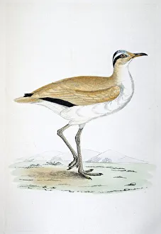 <b class=qtipBold><figcaption>Courser bird 19 century illustration</figcaption></b><br>A photograph of an original hand-colored engraving from The History of British Birds by Morris published in 1853.<br><em>© mashuk</em> Courser bird 19 century illustration