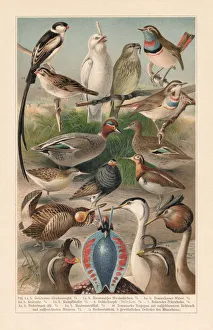 Sandpipers Gallery: 