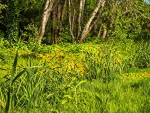 Covered stream runs through this wetland now covered in seasonal nasturtium flowers Covered stream runs through this wetland now covered in seasonal nasturtium flowers