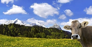 Cow on an Alpine meadow with Alpspitze Mountain and Zugspitze Mountain, Garmisch-Partenkirchen, Bavaria, Germany Cow on an Alpine meadow with Alpspitze Mountain and Zugspitze Mountain, Garmisch-Partenkirchen, Bavaria, Germany