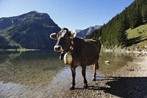 Cow with cow bell, cattle drive on Lake Vilsalpsee at Tannheim Cow with cow bell, cattle drive on Lake Vilsalpsee at Tannheim