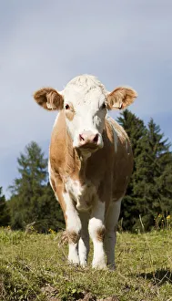 Cow on the Hoehlenstein-Alm mountain pasture, Langkampfen, Tyrol, Austria, Europe Cow on the Hoehlenstein-Alm mountain pasture, Langkampfen, Tyrol, Austria, Europe