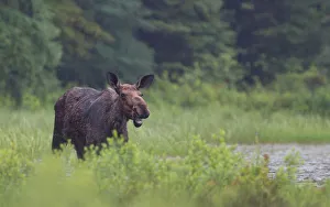 <b class=qtipBold><figcaption>Cow moose</figcaption></b><br><em>© Jim Cumming</em> Cow moose