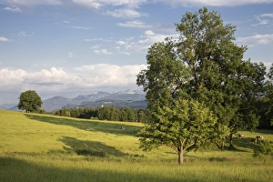 Cow pasture near the pilgrimage church of Wilparting, Irschenberg, Miesbach region Cow pasture near the pilgrimage church of Wilparting, Irschenberg, Miesbach region