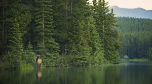 <b class=qtipBold><figcaption>Cow Rocky Mountain Elk</figcaption></b><br>A cow elk emerges from the forest and wades into a small lake in Banff National Park, Alberta.<br><em>© 2016 Chase Dekker Wild-Life Images</em> Cow Rocky Mountain Elk