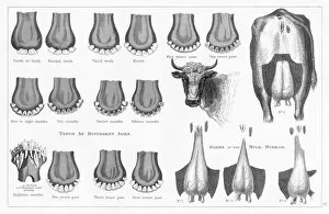 Cow teeth and udder engraving 1873