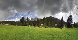 Cows on the pasture, Zanser Alm alp after a thunderstorm, Geisler group, Santa Maddalena Cows on the pasture, Zanser Alm alp after a thunderstorm, Geisler group, Santa Maddalena
