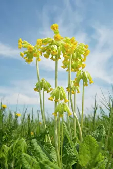 Bloom Collection: Cowslip -Primula veris-, flowering, Thuringia, Germany