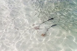 Cowtail Stingrays -Pastinachus sephen- in shallow water, Kurendhoo Island Cowtail Stingrays -Pastinachus sephen- in shallow water, Kurendhoo Island