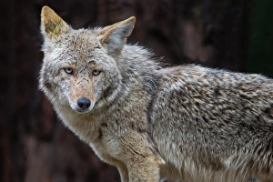 <b class=qtipBold><figcaption>Coyote</figcaption></b><br>Portrait of Coyote.<br><em>© Phoo Chan</em> Coyote