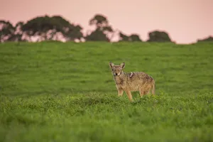 <b class=qtipBold><figcaption>Coyote</figcaption></b><br>A coyote walks through a grassy meadow during a winter sunset in Point Reyes National Seashore, California.<br><em>© 2017 Chase Dekker Wild-Life Images</em> Coyote