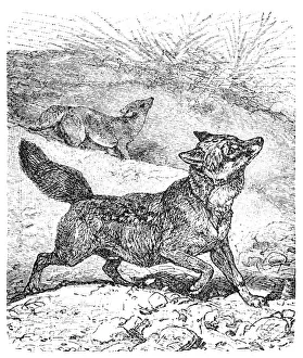 Coyote or Canis latrans or American jackal or Prairie wolf Coyote or Canis latrans or American jackal or Prairie wolf