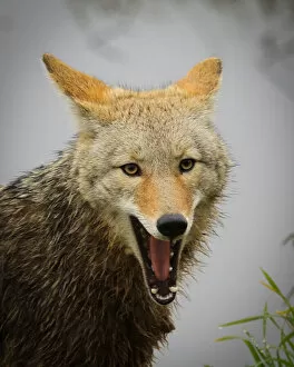 Images Dated 2nd January 2012: Coyote (Canis latrans) Yawning