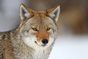 <b class=qtipBold><figcaption>Coyote Portrait</figcaption></b><br><em>© JIm Cumming</em> Coyote Portrait