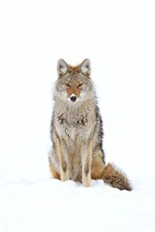 <b class=qtipBold><figcaption>Coyote in snow</figcaption></b><br><em>© Jim Cumming</em> Coyote in snow