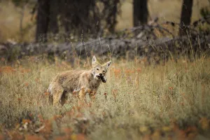 <b class=qtipBold><figcaption>Coyote and the Vole</figcaption></b><br>A coyote chews on a vole after successfully hunting it from its underground tunnel in Grand Teton National Park, Wyoming.<br><em>© 2014 Chase Dekker Wild-Life Images</em> Coyote and the Vole