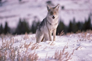 Coyote at Yellowstone National Park in Wyoming Coyote at Yellowstone National Park in Wyoming