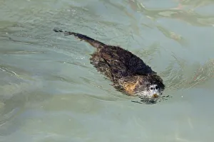 Coypu, River Rat or Nutria -Myocastor coypus-, floating, Poing, Upper Bavaria, Bavaria Coypu, River Rat or Nutria -Myocastor coypus-, floating, Poing, Upper Bavaria, Bavaria
