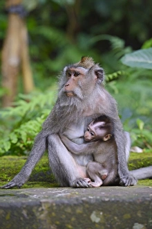 Crab-eating macaque -Macaca fascicularis- with young in the Ubud Monkey Forest, Ubud, Bali, Indonesia Crab-eating macaque -Macaca fascicularis- with young in the Ubud Monkey Forest, Ubud, Bali, Indonesia