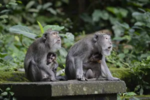 Crab-eating macaques -Macaca fascicularis- with young in the Ubud Monkey Forest, Ubud, Bali, Indonesia Crab-eating macaques -Macaca fascicularis- with young in the Ubud Monkey Forest, Ubud, Bali, Indonesia
