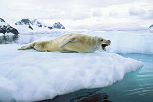 Crabeater seal -Lobodon carcinophagus-, Paradise Bay, Graham Land, Antarctic Peninsula Crabeater seal -Lobodon carcinophagus-, Paradise Bay, Graham Land, Antarctic Peninsula