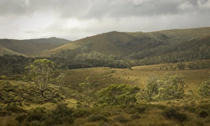 Cradle Mountain NP, Eucalyptus trees on hills Cradle Mountain NP, Eucalyptus trees on hills