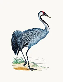 <b class=qtipBold><figcaption>Crane bird</figcaption></b><br>A photograph of an original hand-colored engraving from The History of British Birds by Morris published in 1853-1891.<br><em>© mashuk</em> Crane bird